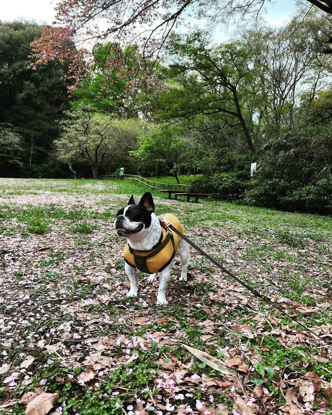 アムのインスタグラム：「春やねえ、サクラのいいにおいがしたよー。」