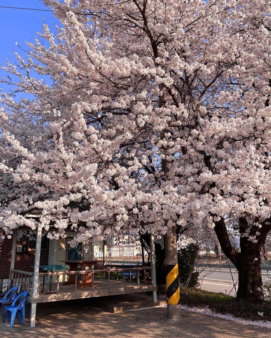 キム・カンミンさんのインスタグラム写真 - (キム・カンミンInstagram)「벚꽃 구경 🌸💕」4月2日 23時12分 - kangmeen