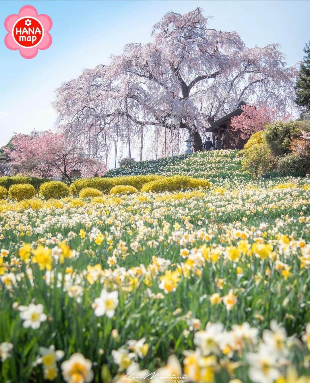 はなまっぷ❁日本の花風景さんのインスタグラム写真 - (はなまっぷ❁日本の花風景Instagram)「🌸はなまっぷの桜まつり🌸 *  @ken.f430 さんの 桜に花まるを💮 * 見事に咲き誇る美しい日本の桜をありがとうございます😊🌸 * #福島　#金毘羅桜 Tamakawa village, Fukushima Pref. * 🌼桜の花言葉📝🌼 精神の美 * ※見頃が過ぎている名所もご紹介させていただいています。 * 🌸•••🌸•••🌸•••🌸•••🌸•••🌸 * いつも素敵なお花をありがとうございます😊 #はなまっぷ #日本の美しい花風景#花のある風景#花#花言葉#花畑#春#花#桜#サクラ#花見#お花見#お花見スポット#sakura#cherryblossom#cherryblossoms#絶景#枝垂れ桜#しだれ桜#水仙#玉川村 * 🌸••••••お知らせ••••••🌸 * 花風景検索サイト　はなまっぷ https://hanamap.com 🔍「はなまっぷ」または @hanamap プロフィール欄から ぜひご覧ください * 📖🌸📖🌸📖🌸📖🌸📖 四季の花々を訪ねていきたい にっぽんの花地図 好評発売中📘 📖🌸📖🌸📖🌸📖🌸📖」4月2日 23時12分 - hanamap