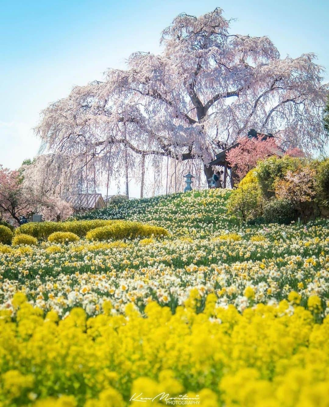 はなまっぷ❁日本の花風景さんのインスタグラム写真 - (はなまっぷ❁日本の花風景Instagram)「🌸はなまっぷの桜まつり🌸 *  @ken.f430 さんの 桜に花まるを💮 * 見事に咲き誇る美しい日本の桜をありがとうございます😊🌸 * #福島　#金毘羅桜 Tamakawa village, Fukushima Pref. * 🌼桜の花言葉📝🌼 精神の美 * ※見頃が過ぎている名所もご紹介させていただいています。 * 🌸•••🌸•••🌸•••🌸•••🌸•••🌸 * いつも素敵なお花をありがとうございます😊 #はなまっぷ #日本の美しい花風景#花のある風景#花#花言葉#花畑#春#花#桜#サクラ#花見#お花見#お花見スポット#sakura#cherryblossom#cherryblossoms#絶景#枝垂れ桜#しだれ桜#水仙#玉川村 * 🌸••••••お知らせ••••••🌸 * 花風景検索サイト　はなまっぷ https://hanamap.com 🔍「はなまっぷ」または @hanamap プロフィール欄から ぜひご覧ください * 📖🌸📖🌸📖🌸📖🌸📖 四季の花々を訪ねていきたい にっぽんの花地図 好評発売中📘 📖🌸📖🌸📖🌸📖🌸📖」4月2日 23時12分 - hanamap