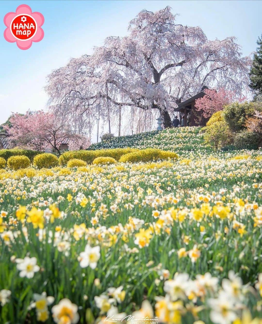 はなまっぷ❁日本の花風景のインスタグラム