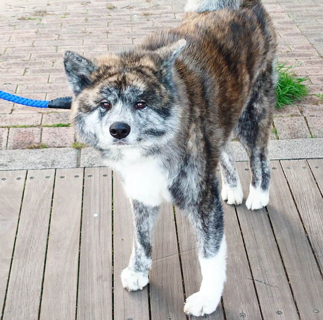 のインスタグラム：「時々お散歩中に会う秋田犬のSARAちゃん。  いつもは『うぅぅぅ💢』って怒られるけど、この日は私が差し出したグーの手にちょっとだけ鼻を近づけてくれました🥰  内股がチャームポイント💖 優しいおめめも可愛すぎ！  SARAともっと仲良くなりたいなぁ✨ また会えますように。  #秋田犬　#お散歩　#可愛い　#わんすたぐらむ　#大型犬　#保護犬 #幸せになったね 　#🥹💖　#愛されワンちゃん #akitainu #akitainudogs #doglover #dogoftheday #伊勢みずほ」