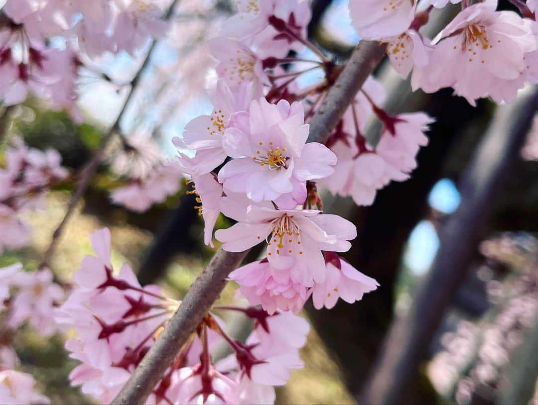 林恵理さんのインスタグラム写真 - (林恵理Instagram)「中継の思い出。 麻績の里舞台桜の前で、仲良くなった可愛い地元の子達と！ 人生でこんなに褒めてもらったことないくらい、みんなが褒めてくれて、飯田市で過ごす時間は幸せいっぱいでした✨  麻績の里舞台桜は、胸高周囲約4m、樹高約12mの古木で、とっても美しいシダレザクラ。 花びらの数が5枚から10枚という不安定な花弁の数ですごく珍しい桜なんだそうですよ！  10枚見つけたら、かなりラッキーらしいので、3枚目の写真はラッキーのお裾分けです✌︎ ちゃんと数えてねー！笑 . . #オフショット #生中継 #長野県 #長野 #飯田市 #麻績の里 #麻績の里舞台桜 #シダレザクラ #半八重シダレザクラ #nagano #reporter #model」4月2日 23時21分 - eri_rin.215