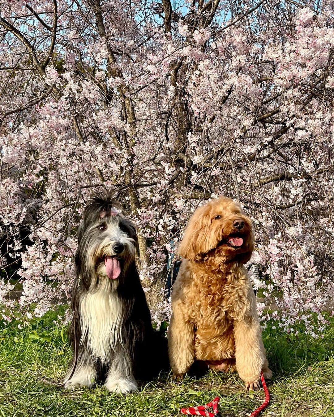 kei515yuさんのインスタグラム写真 - (kei515yuInstagram)「4/1 土曜日は近くの大きな公園にあんずちゃんと花見に行ってきました。  ソメイヨシノも枝垂れ桜も満開です🌸  気温も暑い位で本当に春真っ盛りになってきました。  それにしても2人とも笑顔が可愛いです☺️🌸  #ビアデッドコリー #ビアディ #beardedcollie #akaribeardie #beardie #beardedcolliesofinstagram #puppydog #puppygram  #petscorner #insta_animaluy #dog_ofinstagram #insta_dogs #igdog #topdogphoto #repost_ezyjp #weeklyfluff #dog_features #excellent_dogs #pecoいぬ部 #飛鳥犬舎」4月2日 23時21分 - kei515yu