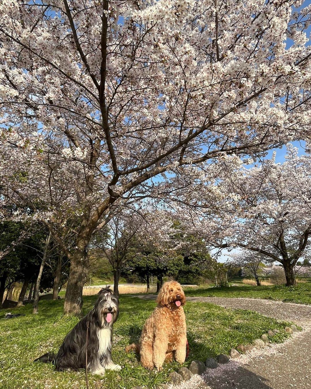 kei515yuさんのインスタグラム写真 - (kei515yuInstagram)「4/1 土曜日は近くの大きな公園にあんずちゃんと花見に行ってきました。  ソメイヨシノも枝垂れ桜も満開です🌸  気温も暑い位で本当に春真っ盛りになってきました。  それにしても2人とも笑顔が可愛いです☺️🌸  #ビアデッドコリー #ビアディ #beardedcollie #akaribeardie #beardie #beardedcolliesofinstagram #puppydog #puppygram  #petscorner #insta_animaluy #dog_ofinstagram #insta_dogs #igdog #topdogphoto #repost_ezyjp #weeklyfluff #dog_features #excellent_dogs #pecoいぬ部 #飛鳥犬舎」4月2日 23時21分 - kei515yu
