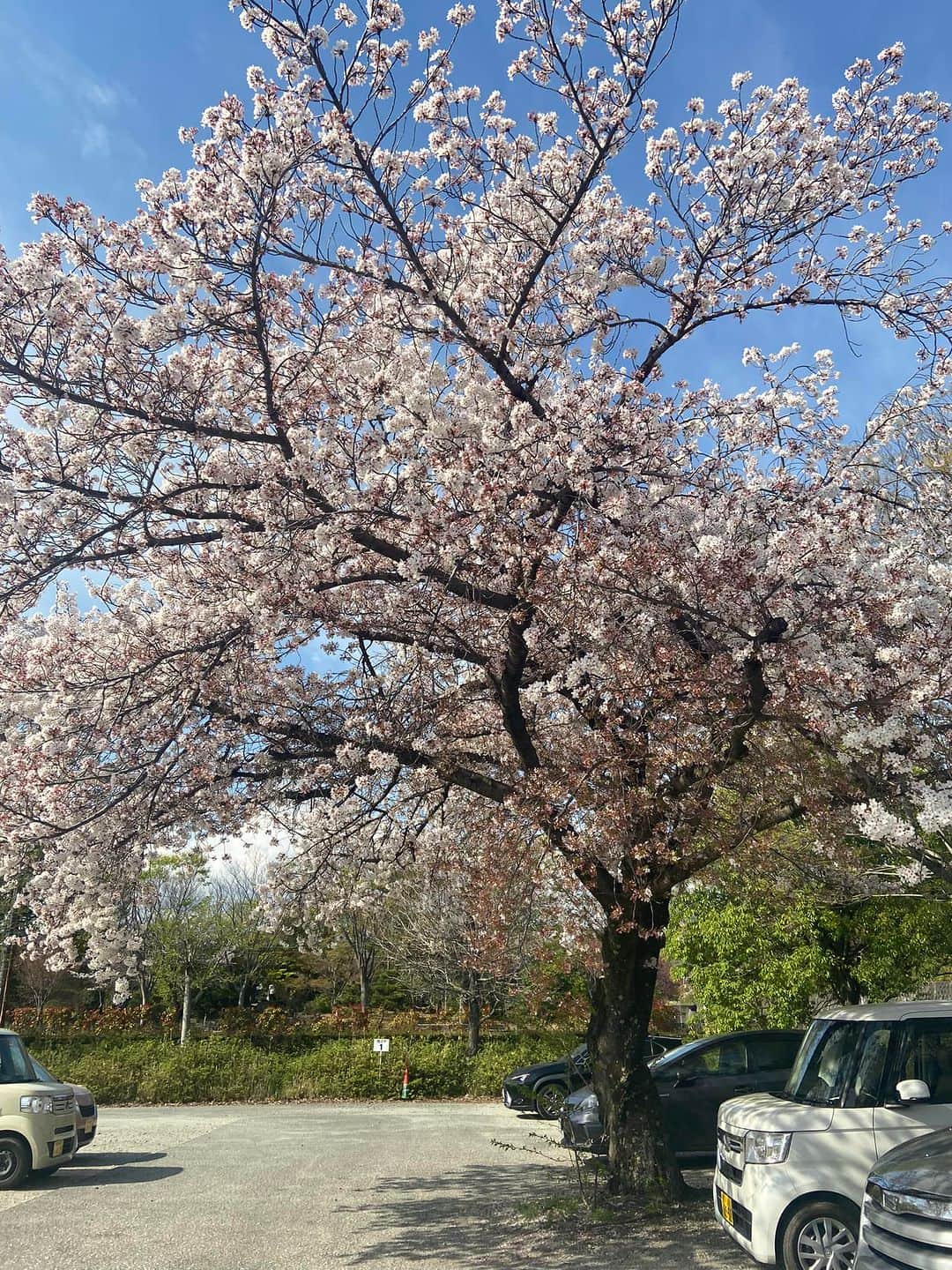 めぐまりこさんのインスタグラム写真 - (めぐまりこInstagram)「桜の命はなんて短いんでしょう。 今年はお花見宴が出来なくて残念。 来年こそは桜の下で酔っ払うぞー🌸」4月2日 23時22分 - megumariko