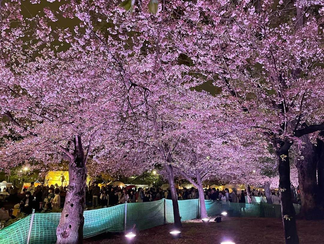 松原朋美さんのインスタグラム写真 - (松原朋美Instagram)「🌸🍡🌸  滑り込みで夜桜を見に行ってきました🥳🥳  ライトアップされた桜が本当に綺麗で今年も春の訪れを素晴らしい景色で感じることができました！🥰  #花見#夜桜 #松原朋美 #大前りょうすけ」4月2日 23時39分 - matsubara.tomomi.0205