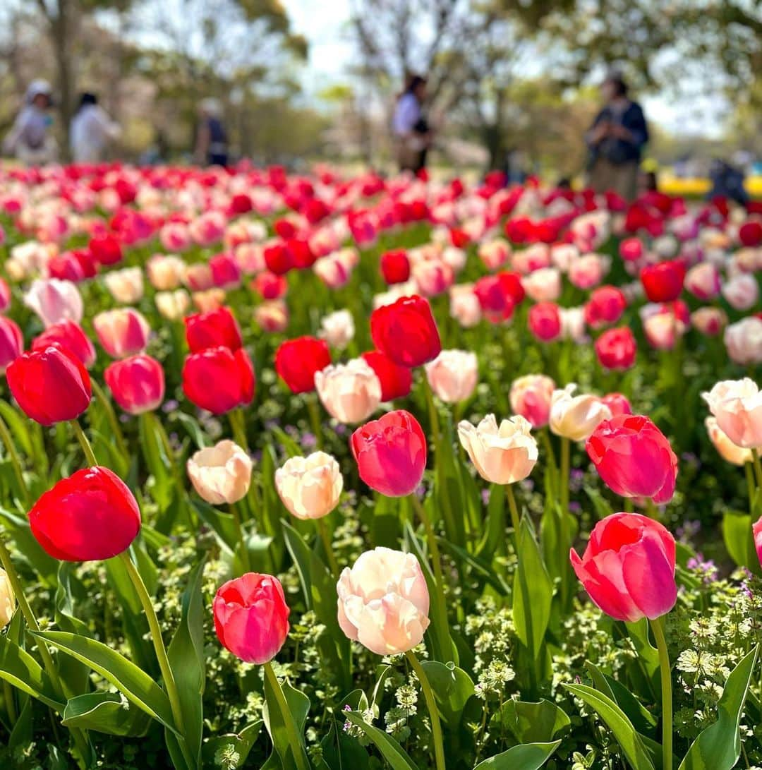 nyaachanさんのインスタグラム写真 - (nyaachanInstagram)「* 強風で髪の毛死んだけど 春のお花たくさん見れた☺️ 桜🌸見に行ったけど桜は結構青葉でてて、かわりにチューリップ🌷が満開で、ポピーもみれた☺︎  お花ってやはり癒されるね😌 4月もがんばろって心から思った。 いつも思ってるけどさらに思った。 感謝感謝です🙌🥲  高槻って万博近いんだよ☺️←今日知ったけどw 普段は美容クリニック＋高槻で看護師サロン @maru.taron  にて、小顔作り・美肌作りしております☺️❤️  #万博記念公園#チューリップ畑#ポピー#桜#sakura#春の花#春の花壇#4月#April #美容ナース#美容ナースの日常#美容看護師#看護師サロン」4月2日 23時56分 - naokoko70