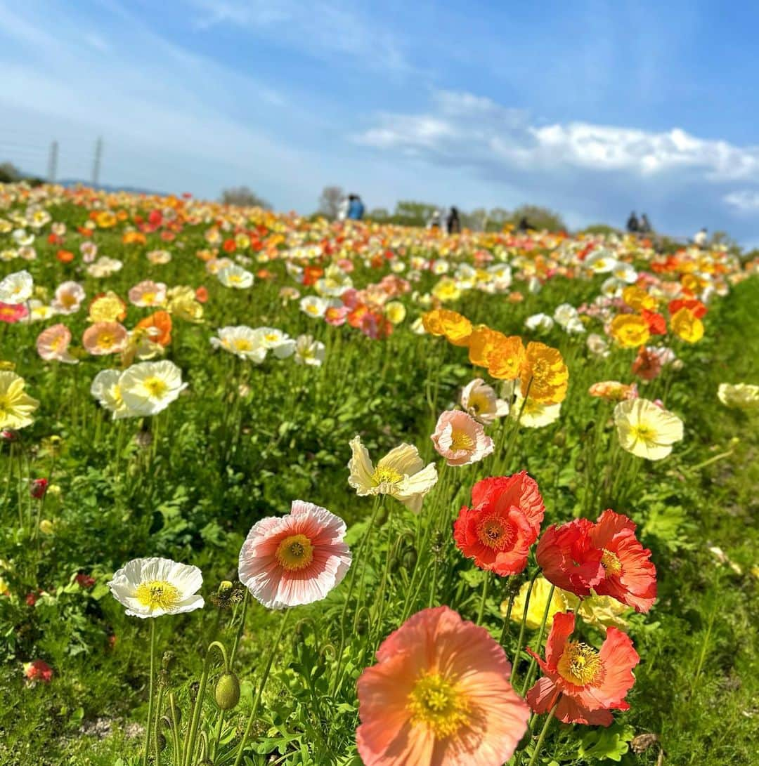 nyaachanさんのインスタグラム写真 - (nyaachanInstagram)「* 強風で髪の毛死んだけど 春のお花たくさん見れた☺️ 桜🌸見に行ったけど桜は結構青葉でてて、かわりにチューリップ🌷が満開で、ポピーもみれた☺︎  お花ってやはり癒されるね😌 4月もがんばろって心から思った。 いつも思ってるけどさらに思った。 感謝感謝です🙌🥲  高槻って万博近いんだよ☺️←今日知ったけどw 普段は美容クリニック＋高槻で看護師サロン @maru.taron  にて、小顔作り・美肌作りしております☺️❤️  #万博記念公園#チューリップ畑#ポピー#桜#sakura#春の花#春の花壇#4月#April #美容ナース#美容ナースの日常#美容看護師#看護師サロン」4月2日 23時56分 - naokoko70