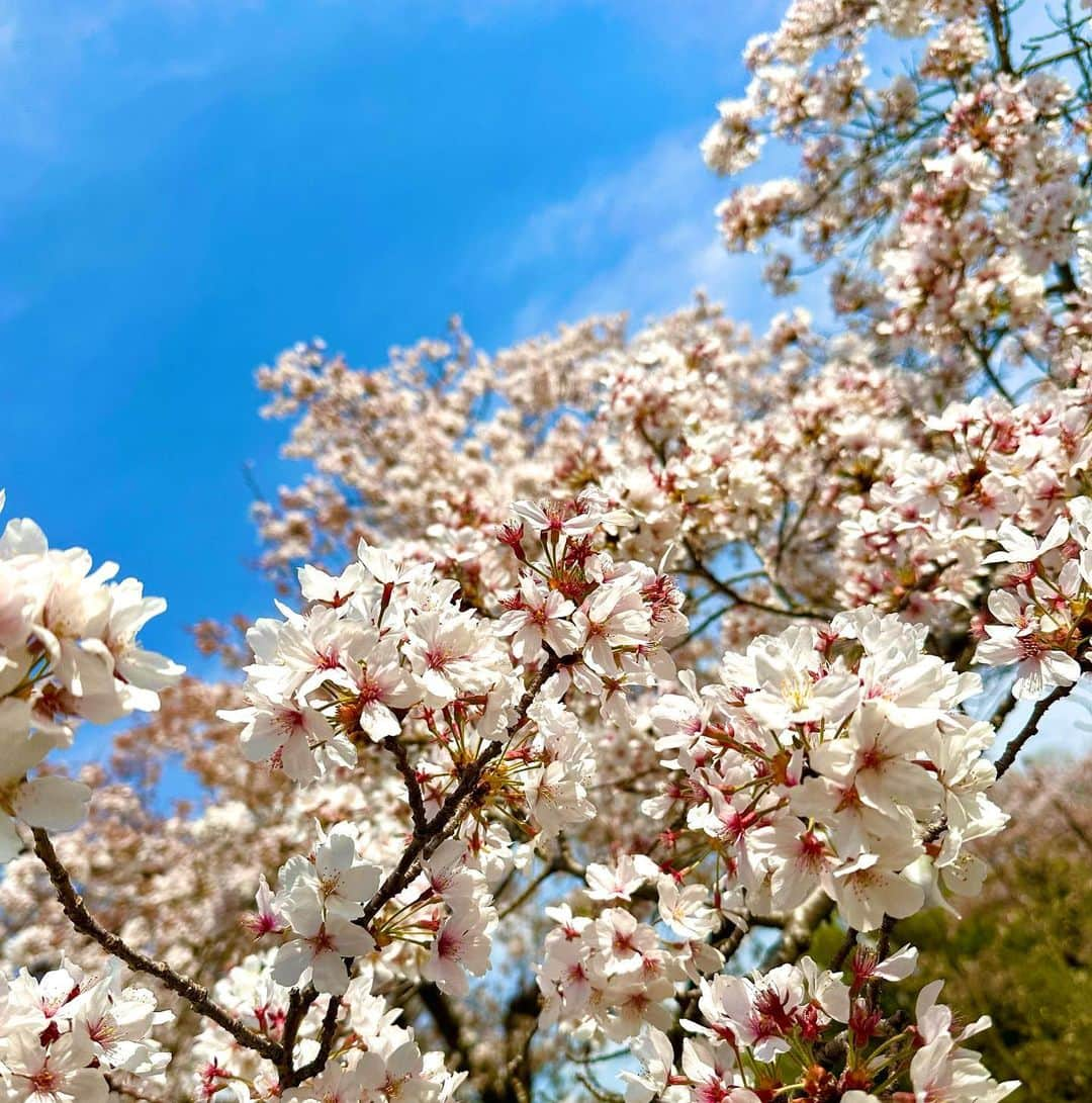 nyaachanさんのインスタグラム写真 - (nyaachanInstagram)「* 強風で髪の毛死んだけど 春のお花たくさん見れた☺️ 桜🌸見に行ったけど桜は結構青葉でてて、かわりにチューリップ🌷が満開で、ポピーもみれた☺︎  お花ってやはり癒されるね😌 4月もがんばろって心から思った。 いつも思ってるけどさらに思った。 感謝感謝です🙌🥲  高槻って万博近いんだよ☺️←今日知ったけどw 普段は美容クリニック＋高槻で看護師サロン @maru.taron  にて、小顔作り・美肌作りしております☺️❤️  #万博記念公園#チューリップ畑#ポピー#桜#sakura#春の花#春の花壇#4月#April #美容ナース#美容ナースの日常#美容看護師#看護師サロン」4月2日 23時56分 - naokoko70