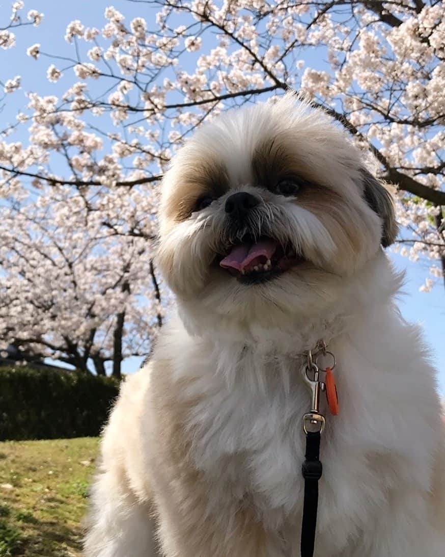 りんくのインスタグラム：「間に合った〜🌸 #シーズーの日」