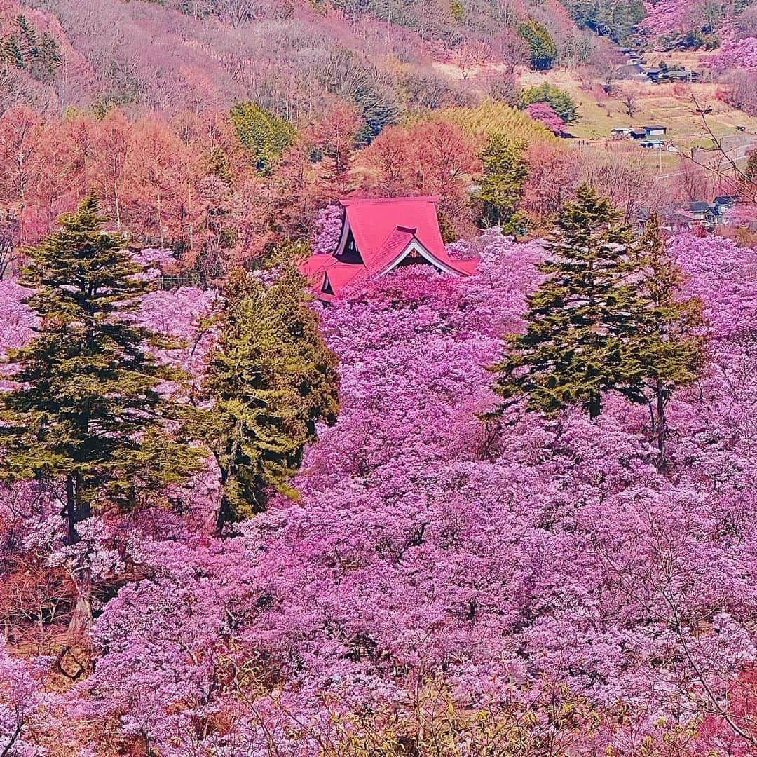 LOVE ME DOのインスタグラム：「#高遠城址公園の桜   #長野県伊那市高遠町 #伊那市 （いなし） #高遠城址公園 （たかとおじょうしこうえん）」