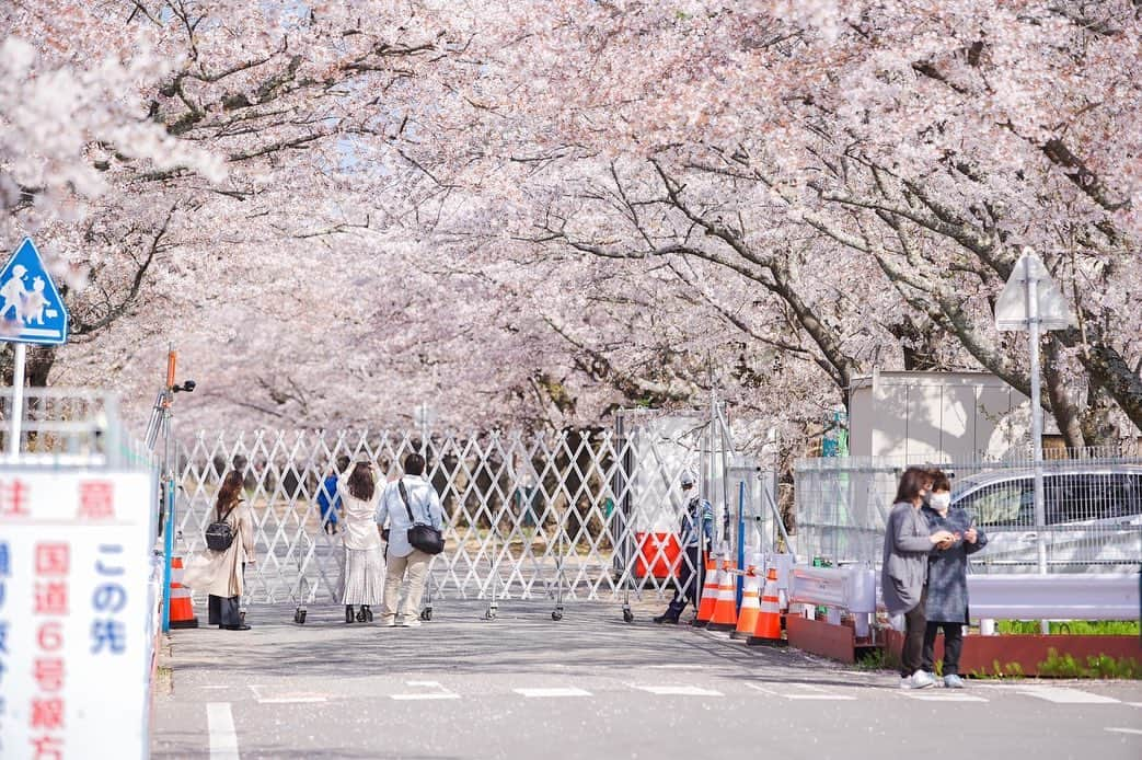 直川貴博のインスタグラム：「きょう4/3 リニューアル初日の #ZIP!は…💙🎀 福島県内でも有数の桜の名所から 生中継📡💫  圧巻の桜並木は…。 およそ2㌔以上に連なり、空を覆い隠すように咲くことから地元では #桜のトンネル と呼ばれるようになりました🌸  しかし 2011年の福島第一原発事故によって、一時 全町避難を余儀なくされた ここ富岡町 。 2017年4月、そして一昨日と、段階的に避難指示は解除され…この春、町のシンボルだった桜を取り戻しました。  地元の人は「だいぶ変わっち待ったけど、夜の森の桜は変らず綺麗だなぁ。」と仰います。  この町を舞台に、長く取材をさせて頂いたからこそ…。この春にたくましく咲く桜がもつ意味と、地元の声を 全国にお伝えします。  放送は…きょう4/3のZIP!💙🎀 朝7:00過ぎ〜【ZIP! NEWS７】 朝8:40ごろ〜【まいあさ生中継！NOWニッポン】です。  年度はじめの月曜日ということで、お忙しい時間と思いますが…ぜひご覧ください( ´ ▽ ` )  (※写真は 2021年4月に撮影したものです。)  #福島県 #富岡町 #桜の名所 #夜の森の桜並木 #🌸 #日本テレビ #日テレ #ZIP!  #💙 #🎀  #福島中央テレビ #中テレ #アナウンサー #直川貴博 #ノウパン #🎤」