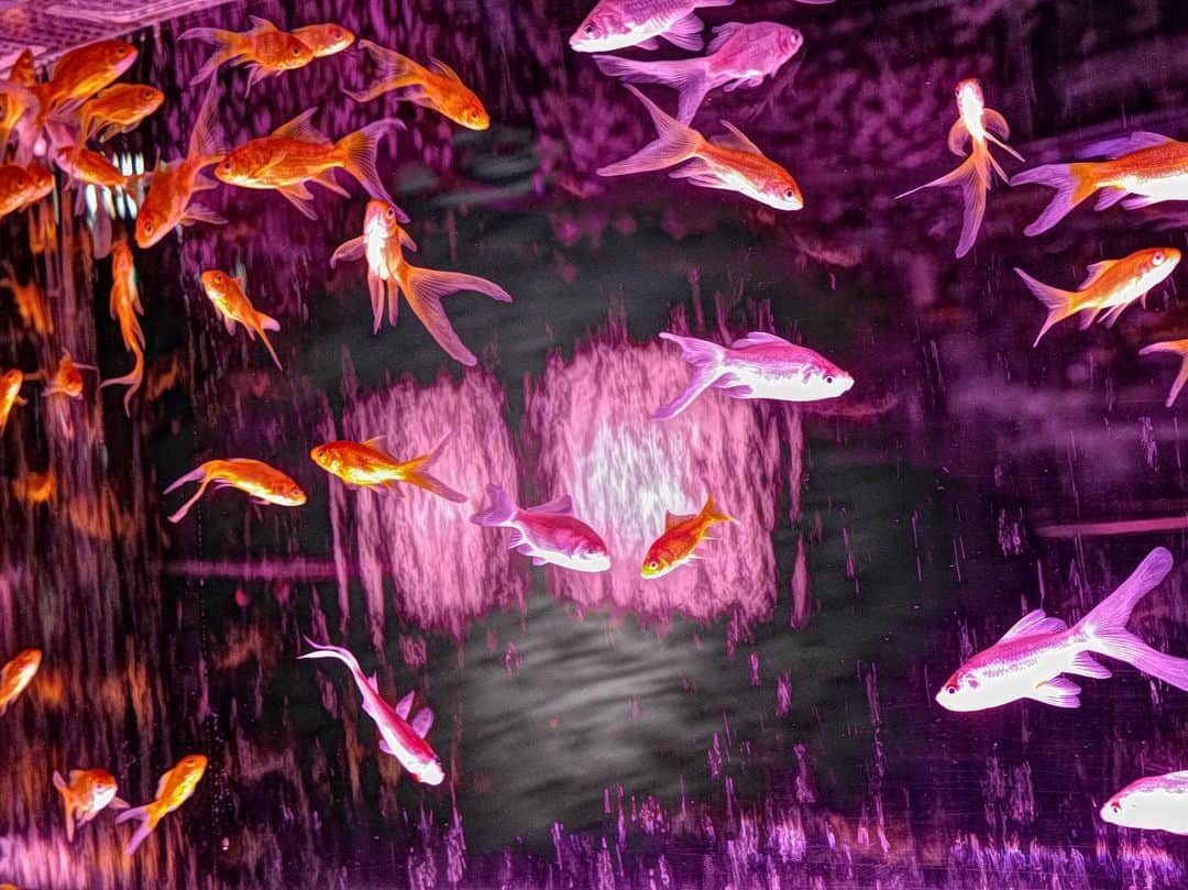 城品萌音さんのインスタグラム写真 - (城品萌音Instagram)「♡ I went to see the Goldfish Art Aquarium🐟 The title was "really cherry blossoms",but it didn't feel like cherry blossoms😂 But it was a more beautiful space than I had imagined🌸  金魚のアートアクアリウムを見に行きました🐟 「めっちゃ桜」ってタイトルだったけど、そんな桜感はなかった😂 けど想像してたより綺麗な空間でした🌸   @jr._marques  #Artaquarium #金魚 #銀座三越 #桜 #4月25日まで開催中」4月3日 0時46分 - monemilk