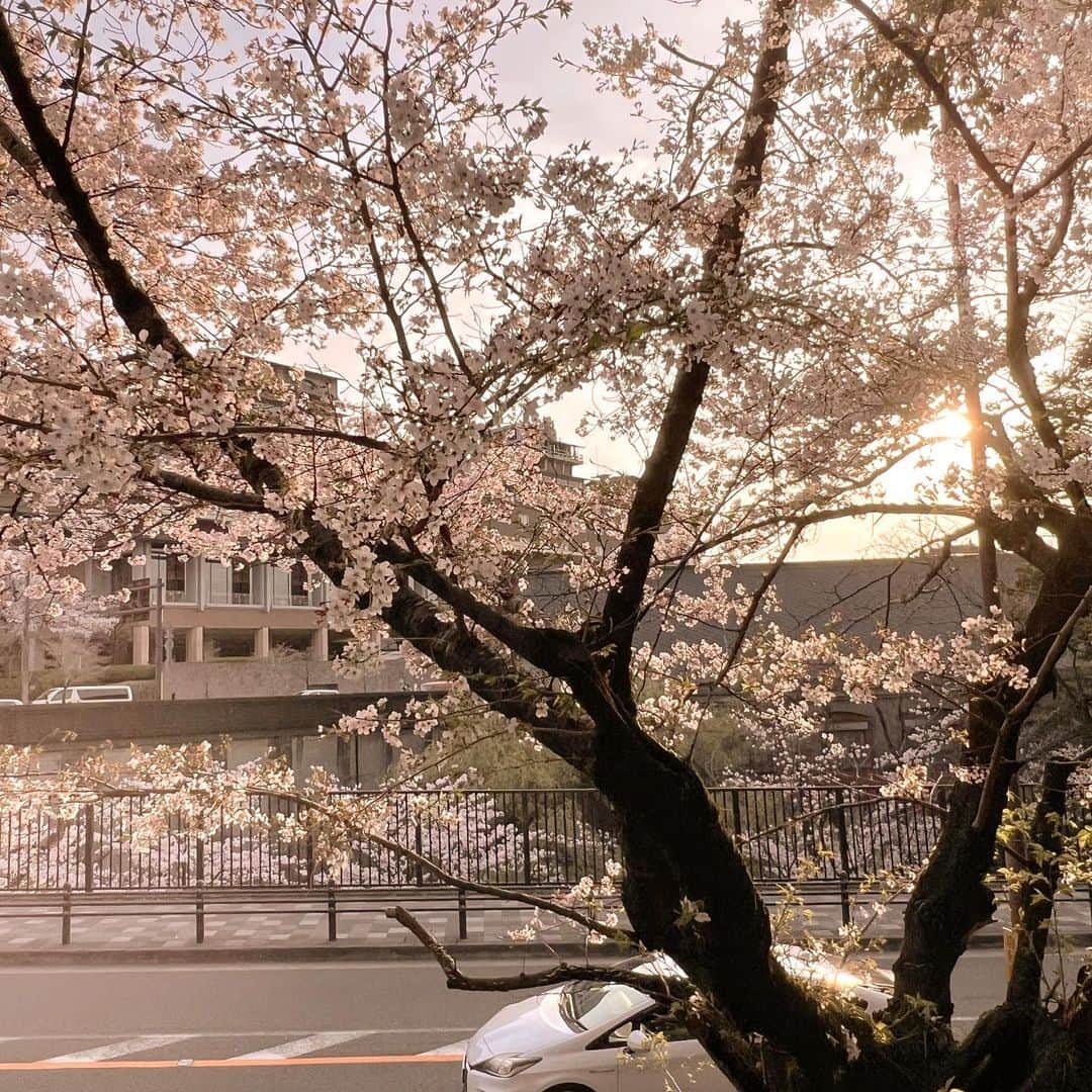 鈴木絢子さんのインスタグラム写真 - (鈴木絢子Instagram)「・ ・ 【蹴上インクライン🌸】 この時期、夕焼けの蹴上は最高✨  桜の花びらが夕日に透けて見えて、 ため息が出る美しさです🙌  582mに渡る傾斜鉄道＝インクライン。 両サイドに咲き誇る桜と線路のコラボを こんなに堂々と歩けるのはきっとここだけ🌟  着物姿の方がたくさんいて👘 これまた絵になる風景でした🤗✨✨ ・ ・ 🌸美容チームの女子旅🌸 白金 サロンオーナー ゆみさん 美人ぬかのリアル社長 久保さん  食とインナービューティー、 化粧品の話でいつも盛り上がる3人✨ そういえば昔から我が家のバスルームには 「美人ぬか」があったなあ、、☺️  二条駅前の手羽先屋さんで乾杯しつつ🍻🌟 祇園の夜桜を観た、暫しの京都旅（日帰り） 満喫しました✨✨ ・ ・ MEMO #蹴上インクライン 京都府京都市左京区南禅寺福地町 アクセス	地下鉄蹴上駅からすぐ ・ ・ ・ #蹴上 #京都の桜 #線路と桜 #桜満開 #京都女子旅 #女子旅 #女社長 #美容家 #夜桜ライトアップ #ライトアップ #桜 #桜吹雪 #kyoto #keage #sakura #cherryblossom #🌸」4月3日 1時17分 - ayako_suzuki810