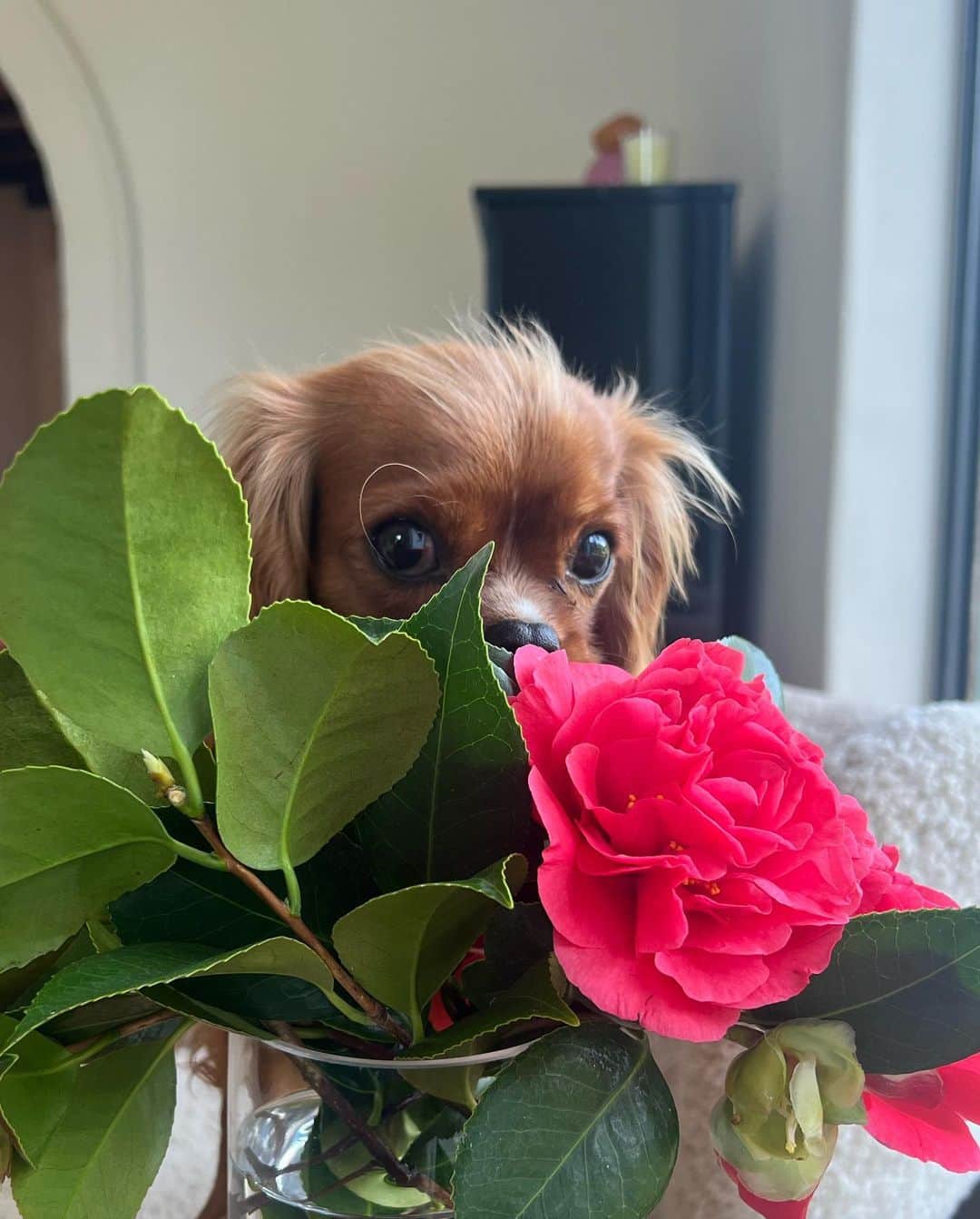 リヴ・タイラーのインスタグラム：「💗 puppy lady Rio ♥️」