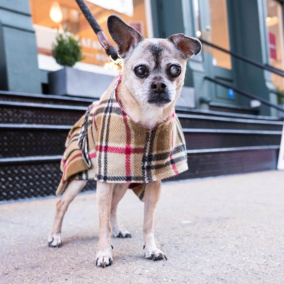 The Dogistさんのインスタグラム写真 - (The DogistInstagram)「Pixie, Pug/Chihuahua mix (15 y/o), Houston & Sullivan St., New York, NY • “I’ve had her for 13 years. She’s blind, but thankfully otherwise she’s still as strong as can be. When she could see, she would jump at the animals on TV and think they were in the room with her. No Kentucky derby.”」4月3日 3時02分 - thedogist