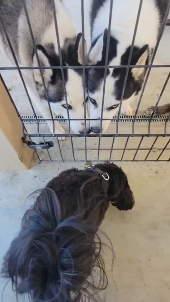 Original Teddy Bear Dogのインスタグラム：「Made some friends at the dog park, one was part wolf! 🐺🐕🐶」