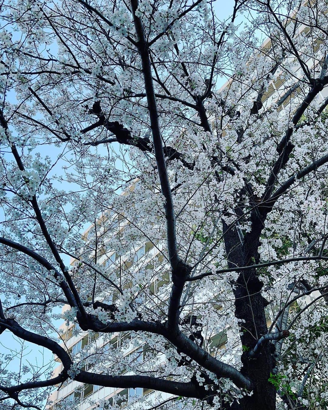 河合雪之丞のインスタグラム：「まだ大丈夫みたい〜☺️桜見ながらのお散歩でした〜🌸 #河合雪之丞　#カブト　#レント　#犬　#お散歩　#桜」