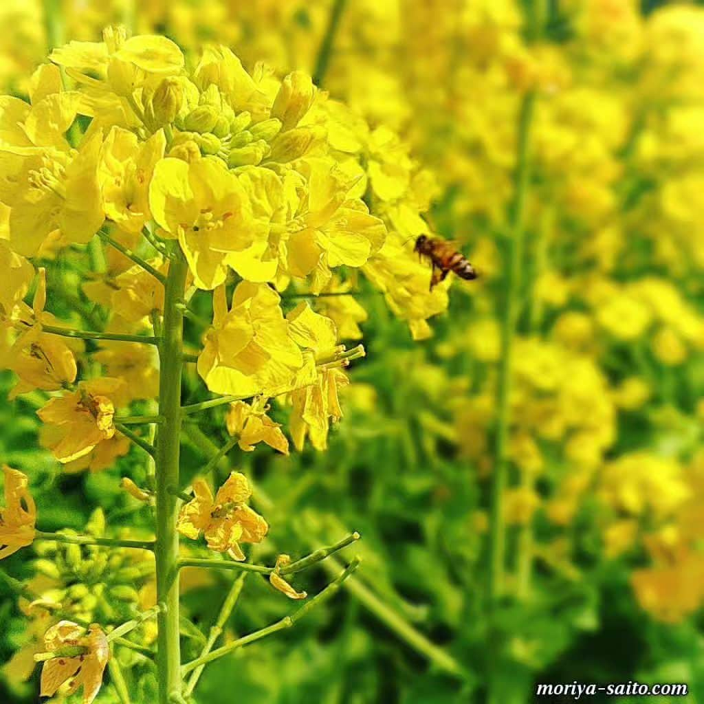 斎藤守也のインスタグラム：「#菜の花  #COLZA  #斎藤守也  #moriyasaito  #MONOLOGUE  #モノローグ  #STORIES  #ストーリーズ」