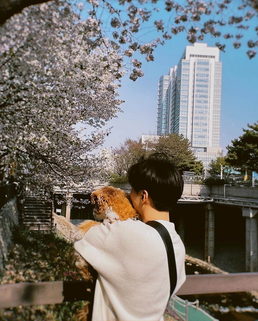 ユン・ジソンさんのインスタグラム写真 - (ユン・ジソンInstagram)「#벚꽃 🌸」4月3日 12時56分 - _yoonj1sung_