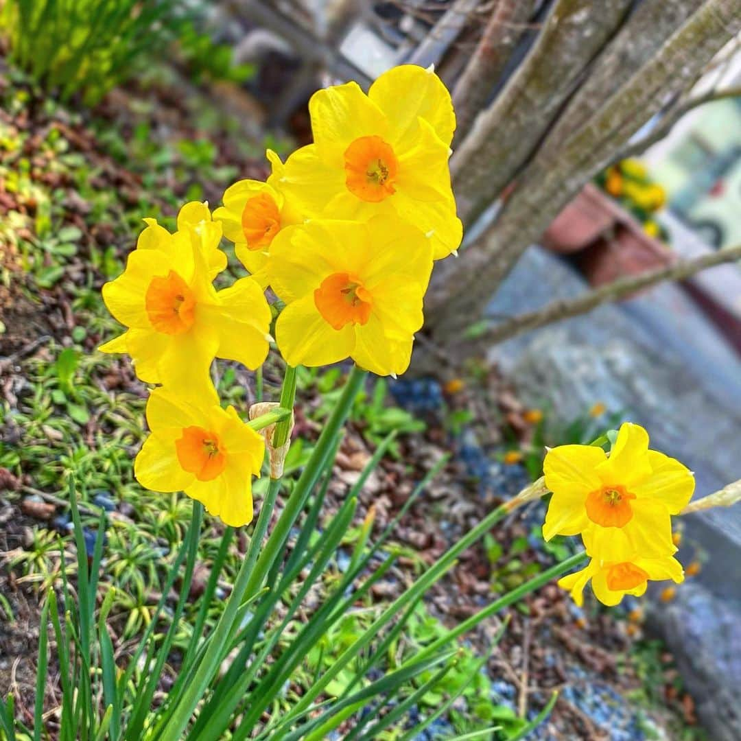 清水あすかさんのインスタグラム写真 - (清水あすかInstagram)「#asukahimeflower  #flowers  #お花」4月3日 13時05分 - asukahime1015