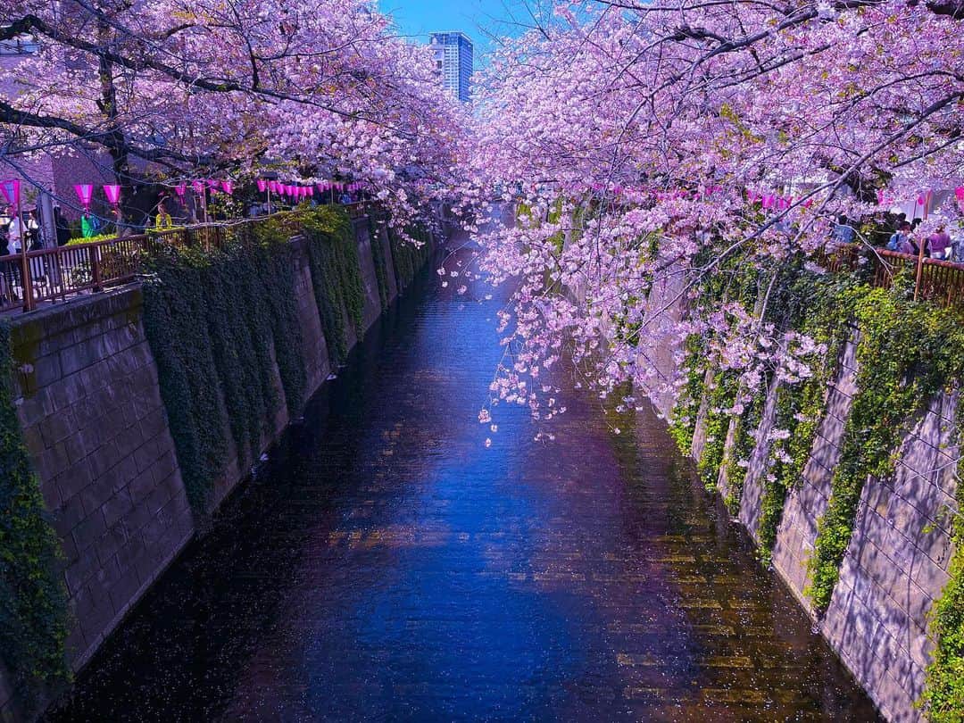 澤田百合亜のインスタグラム：「忙しい合間に少しだけ桜を味わえてよかった🌸  百合の花と桜が大好きです。  #桜 #桜並木 #春」