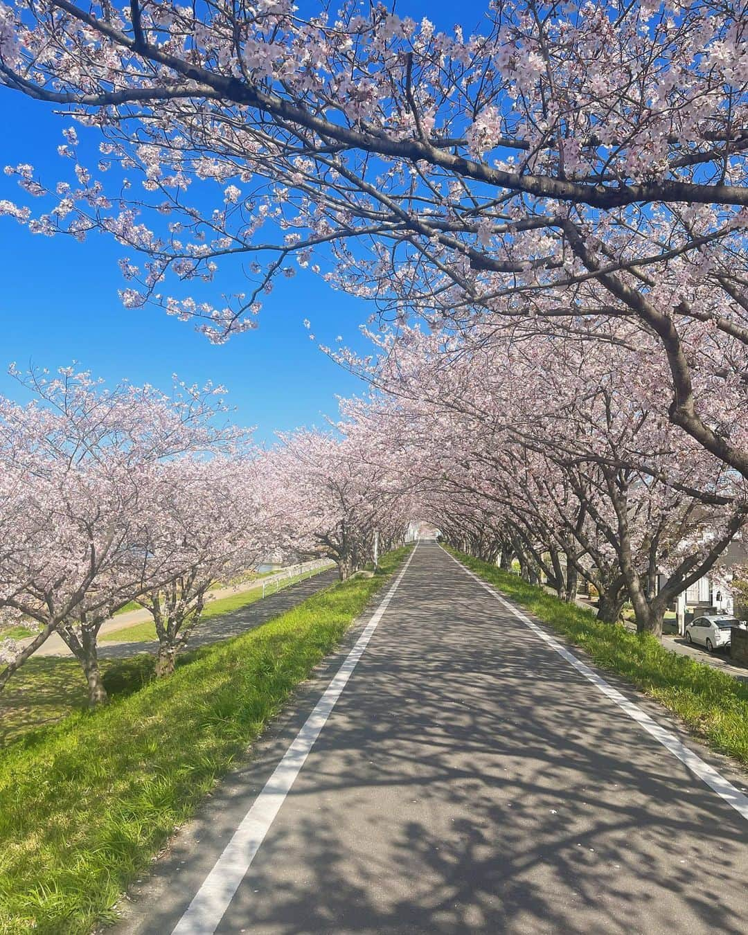 いしださきのインスタグラム：「桜と青空の組み合わせ最高すぎ」