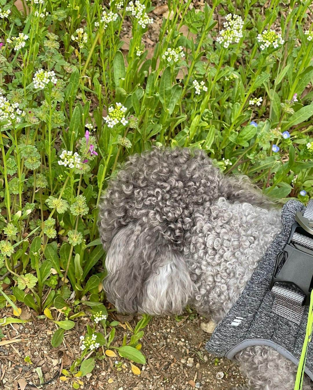 ナナ さんのインスタグラム写真 - (ナナ Instagram)「🌸🌼🍀💜」4月3日 13時15分 - jin_a_nana