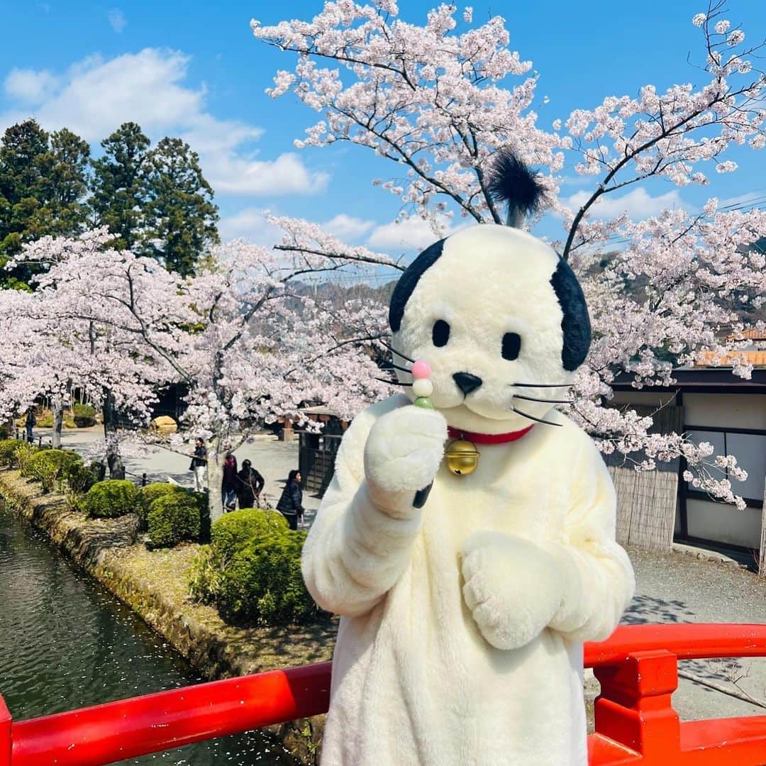 江戸ワンダーランド 日光江戸村のインスタグラム：「・ 日向ぼっこ | basking in the sun☀️ ニャンまげ様は、花より団子。Nyanmage prefers bread is better than the songs of birds. ・　 ・ #edo #edowonderland #nikko #hanami #nyanmage  #桜 #ニャンまげ #花より団子 #お花見 #いざ江戸へドロン #江戸の風景 #春の江戸 #江戸人 #日光 #テーマパーク #江戸時代 #江戸ワンダーランド日光江戸村」