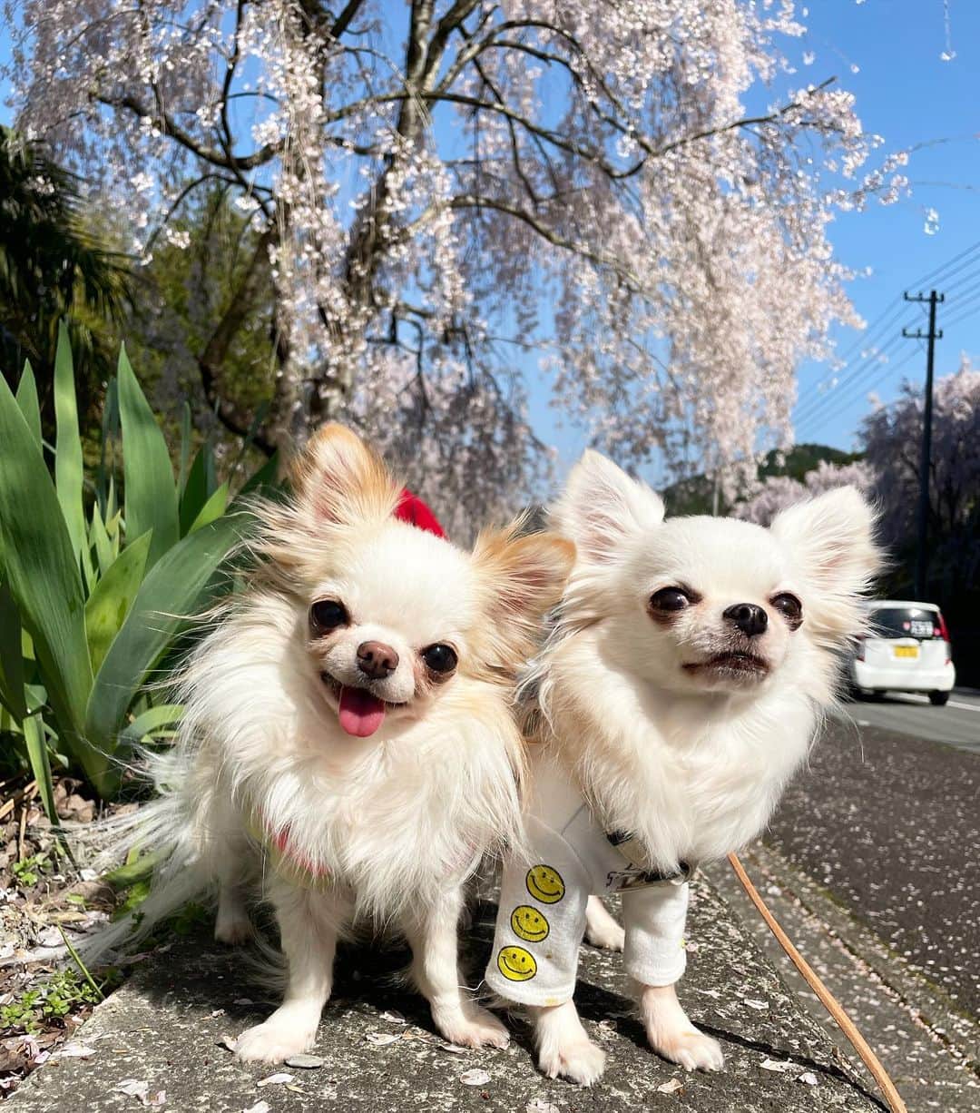 tetoyanyanのインスタグラム：「えー顔♡  #dogs#instdog#dog#dogstagram#instapet#petstagram#petoftheday#mydog#instachihuahua#chihuahuaofinstagram#chihuahualove#chihuahualover#chihuahua#chihuahuas#チワワ#多頭飼い#ロングコートチワワ#チワワ部#ig_dogphoto#petoftoday #todayswanko#west_dog_japan#Todaysteto#dogstagram」