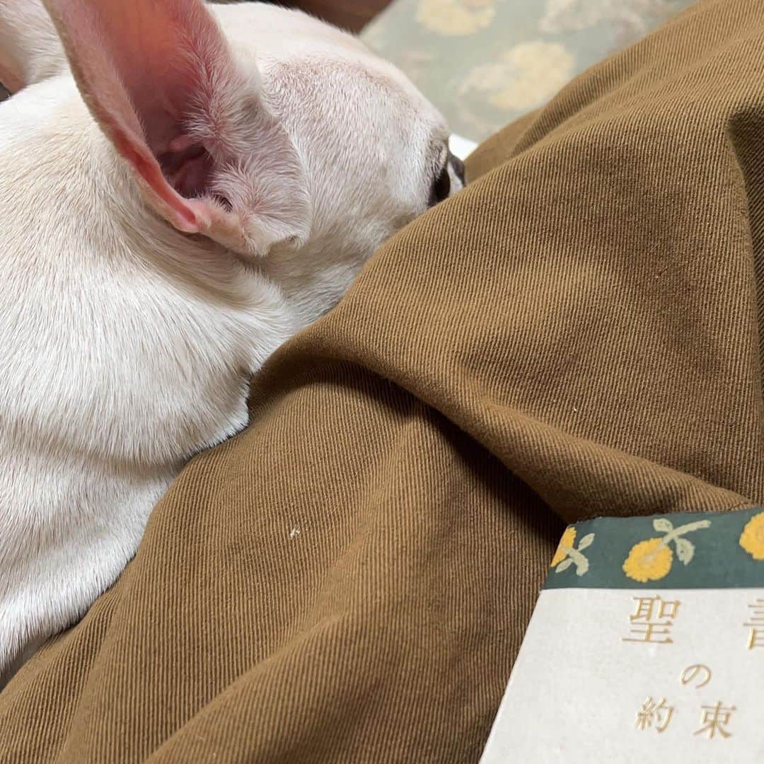 藤田朋子さんのインスタグラム写真 - (藤田朋子Instagram)「見られてるなー んー  #何かを察知している犬 #困ったなー #大好きだよルパンくん #ぴとーっとくっついとる」4月3日 13時57分 - chiendormant
