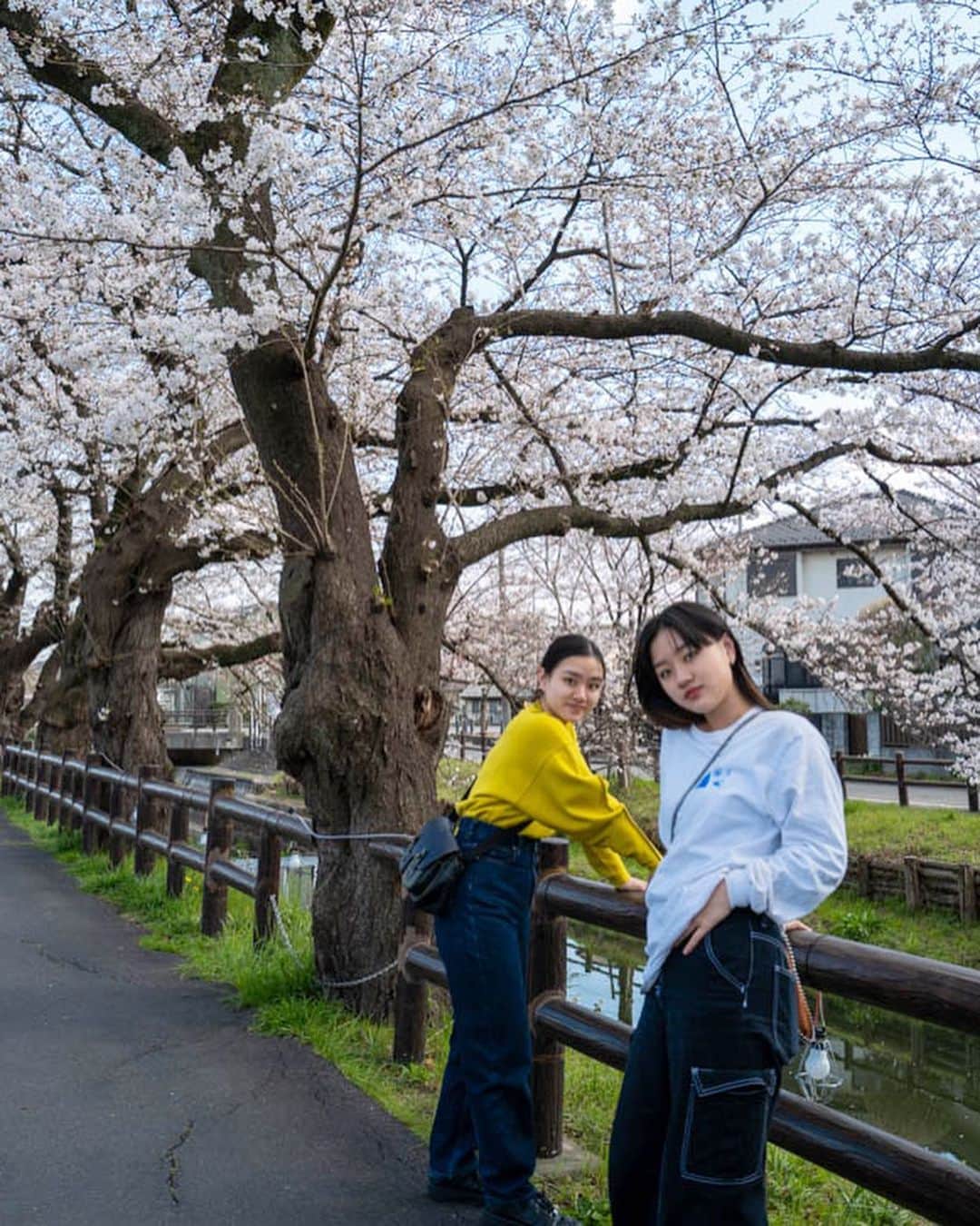 土井地恵理子のインスタグラム：「・ SAKURA MANKAI🌸 2023  #sakura #cherryblossom #お花見 #川越 #twins #双子」