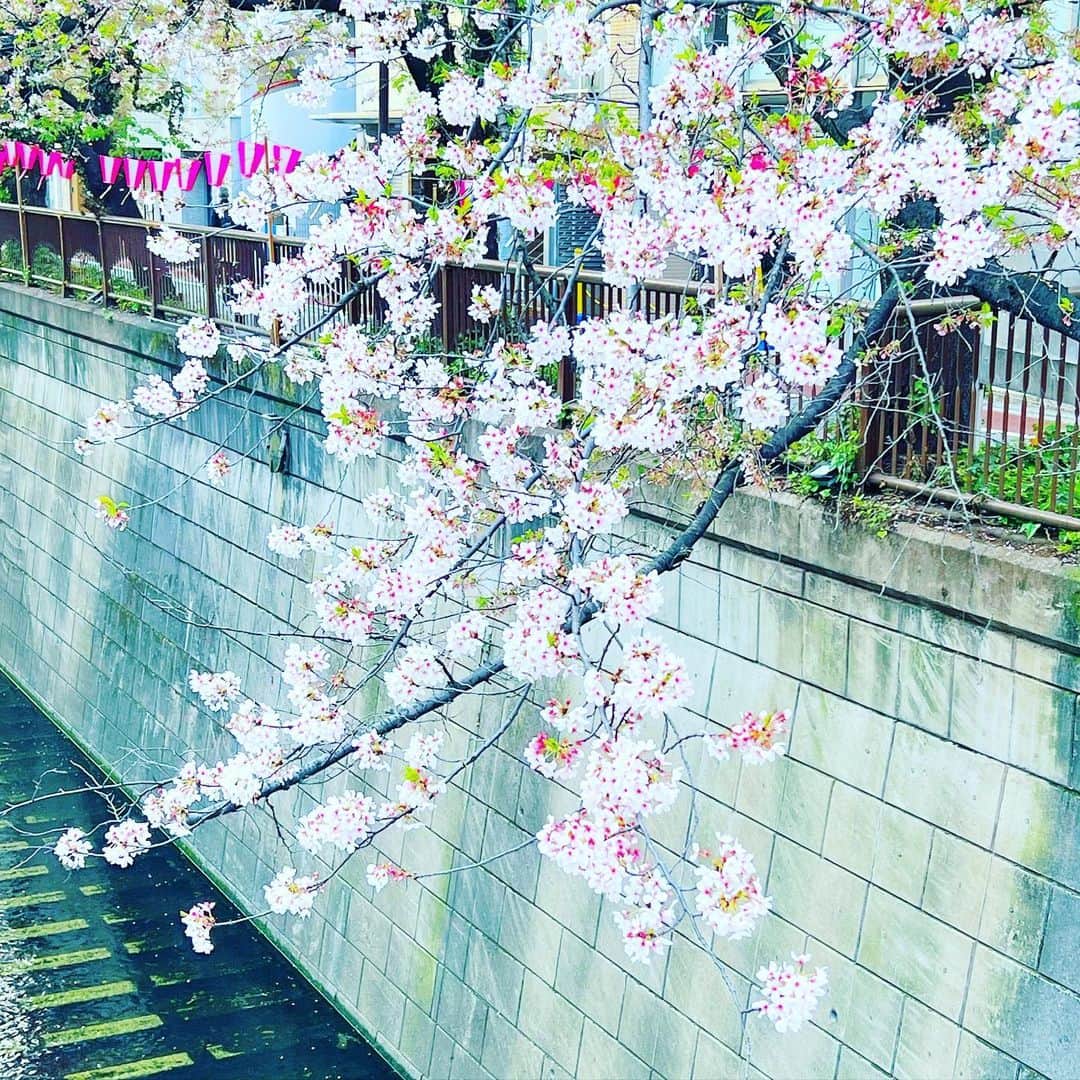 YOKANさんのインスタグラム写真 - (YOKANInstagram)「《OhaYOKAN》  今朝の 原宿表参道は曇りのち晴れ…🌤  少し冷たい 強めの風が吹く朝🌅  朝ラン＆ウォークは  膝痛が やっと治ってきたので  様子を見ながら 1ヶ月半ぶりの通常ランでした…🏃‍♀️👟  さて  今週のYOKANは  ・アレンジデモ制作 ・素材レコーディング ・レッスン再開 ・ラジオ番組の収録、編集、完パケ ・遅れている事務作業 ・ゴミ拾いのボランティア ・機材＆楽器メンテナンス ・合間にお掃除レンジャー  楽しみながらがんばりまーす…🙋‍♀️  みなさま  笑顔でステキな1週間を…💓  ※今朝の  街角アート写真は  桜便り2023…🌸🌸🌸✨  中目黒  『目黒川』の桜…🌸  かなり 散ってしまいましたが  まだまだ 美しく咲いています❣️  #harajuku #omotesando #tokyo #japan #原宿 #表参道 #morning #朝 #running #朝ラン #walking #ウォーキング #OhaYOKAN #朝活 #YOKAN散歩 #YOKAN #streetart #街角アート #CherryBloosom #桜 #桜便り #中目黒 #目黒川 #meguroriver #nakameguro #インスタ映え #tokyocameraclub #instagram #笑顔でステキな1日を💓」4月3日 7時54分 - yokanstudio