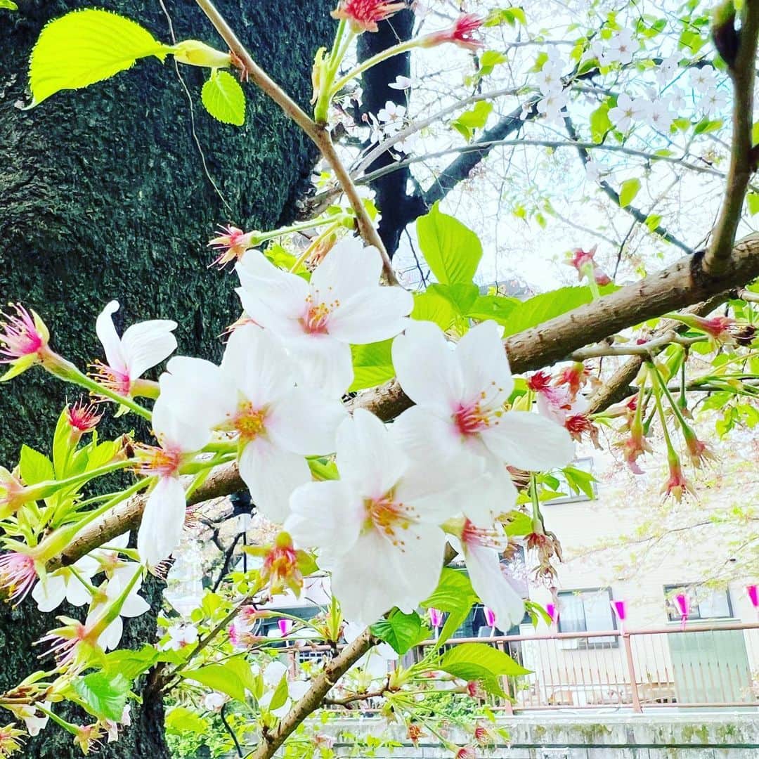 YOKANさんのインスタグラム写真 - (YOKANInstagram)「《OhaYOKAN》  今朝の 原宿表参道は曇りのち晴れ…🌤  少し冷たい 強めの風が吹く朝🌅  朝ラン＆ウォークは  膝痛が やっと治ってきたので  様子を見ながら 1ヶ月半ぶりの通常ランでした…🏃‍♀️👟  さて  今週のYOKANは  ・アレンジデモ制作 ・素材レコーディング ・レッスン再開 ・ラジオ番組の収録、編集、完パケ ・遅れている事務作業 ・ゴミ拾いのボランティア ・機材＆楽器メンテナンス ・合間にお掃除レンジャー  楽しみながらがんばりまーす…🙋‍♀️  みなさま  笑顔でステキな1週間を…💓  ※今朝の  街角アート写真は  桜便り2023…🌸🌸🌸✨  中目黒  『目黒川』の桜…🌸  かなり 散ってしまいましたが  まだまだ 美しく咲いています❣️  #harajuku #omotesando #tokyo #japan #原宿 #表参道 #morning #朝 #running #朝ラン #walking #ウォーキング #OhaYOKAN #朝活 #YOKAN散歩 #YOKAN #streetart #街角アート #CherryBloosom #桜 #桜便り #中目黒 #目黒川 #meguroriver #nakameguro #インスタ映え #tokyocameraclub #instagram #笑顔でステキな1日を💓」4月3日 7時54分 - yokanstudio
