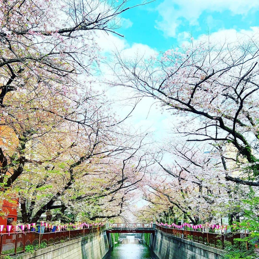 YOKANさんのインスタグラム写真 - (YOKANInstagram)「《OhaYOKAN》  今朝の 原宿表参道は曇りのち晴れ…🌤  少し冷たい 強めの風が吹く朝🌅  朝ラン＆ウォークは  膝痛が やっと治ってきたので  様子を見ながら 1ヶ月半ぶりの通常ランでした…🏃‍♀️👟  さて  今週のYOKANは  ・アレンジデモ制作 ・素材レコーディング ・レッスン再開 ・ラジオ番組の収録、編集、完パケ ・遅れている事務作業 ・ゴミ拾いのボランティア ・機材＆楽器メンテナンス ・合間にお掃除レンジャー  楽しみながらがんばりまーす…🙋‍♀️  みなさま  笑顔でステキな1週間を…💓  ※今朝の  街角アート写真は  桜便り2023…🌸🌸🌸✨  中目黒  『目黒川』の桜…🌸  かなり 散ってしまいましたが  まだまだ 美しく咲いています❣️  #harajuku #omotesando #tokyo #japan #原宿 #表参道 #morning #朝 #running #朝ラン #walking #ウォーキング #OhaYOKAN #朝活 #YOKAN散歩 #YOKAN #streetart #街角アート #CherryBloosom #桜 #桜便り #中目黒 #目黒川 #meguroriver #nakameguro #インスタ映え #tokyocameraclub #instagram #笑顔でステキな1日を💓」4月3日 7時54分 - yokanstudio