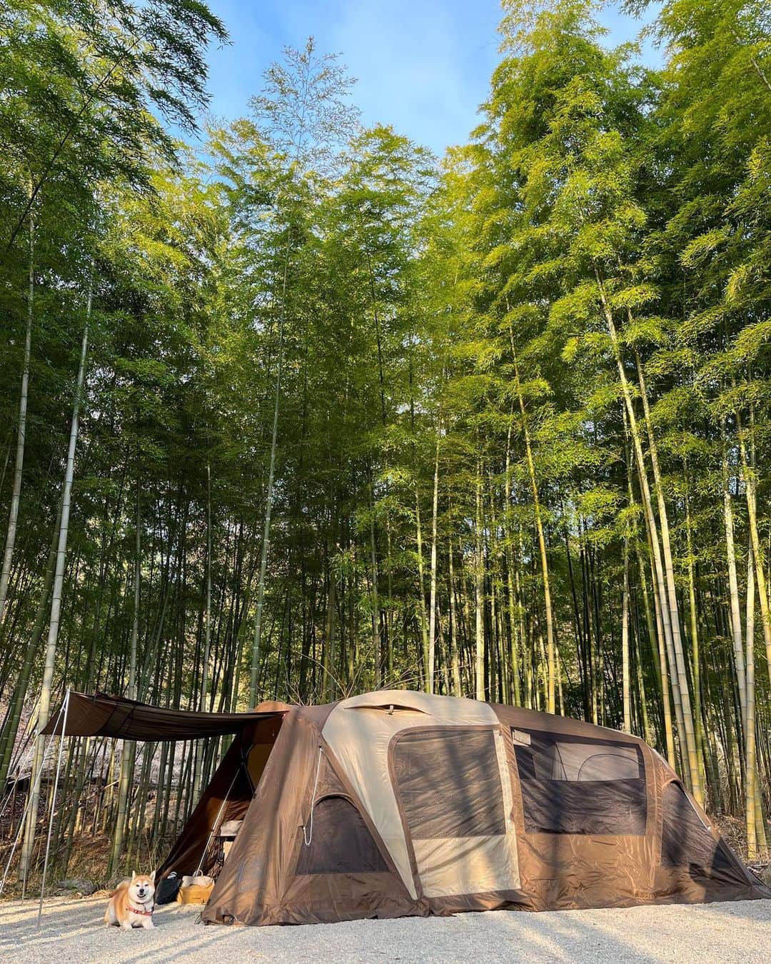 せんべえのインスタグラム：「テント守ってます！ #よく見ると #文句言ってる #せんべえ #柴犬 #shibainu  #ogawa #tierralargo  #ティエララルゴ #camp  #camping  #竹林最高」