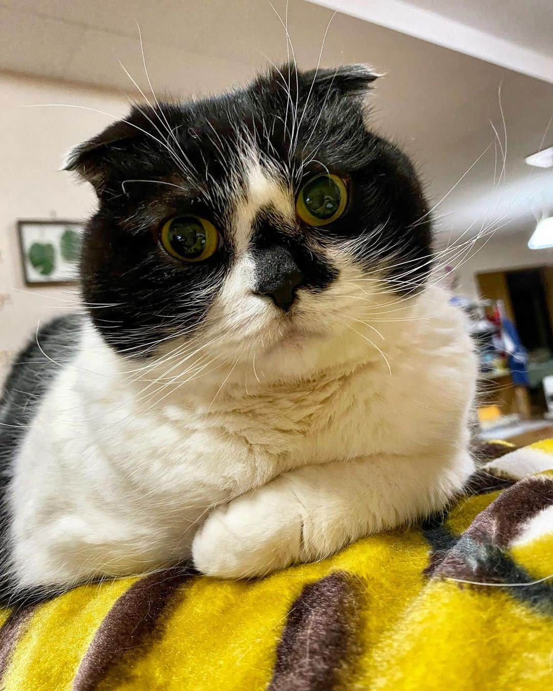 tiaichimaのインスタグラム：「Good morning!! ☀️おはムーギー‼︎  今週も頑張るよ。 コロナ関係が緩和されてきて忙しくなってくるねー  #牛柄組鼻まわり汚れ隊 #ムーギー#MuuGieeboy#cat#neko#ねこ#ネコ#スコティッシュフォー ルド#ScottishFold#まんじゅう部」