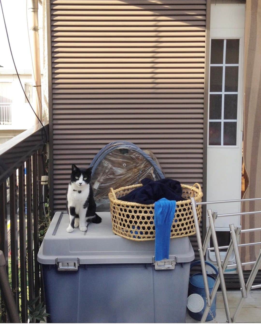 井山三希子さんのインスタグラム写真 - (井山三希子Instagram)「・ 2016年　さとこ まだベランダから出入りをしていて 犬的な性格のさとこはどこでも着いて来る 首に猫扉をカギを付けてましたね」4月3日 8時15分 - nikoyagi