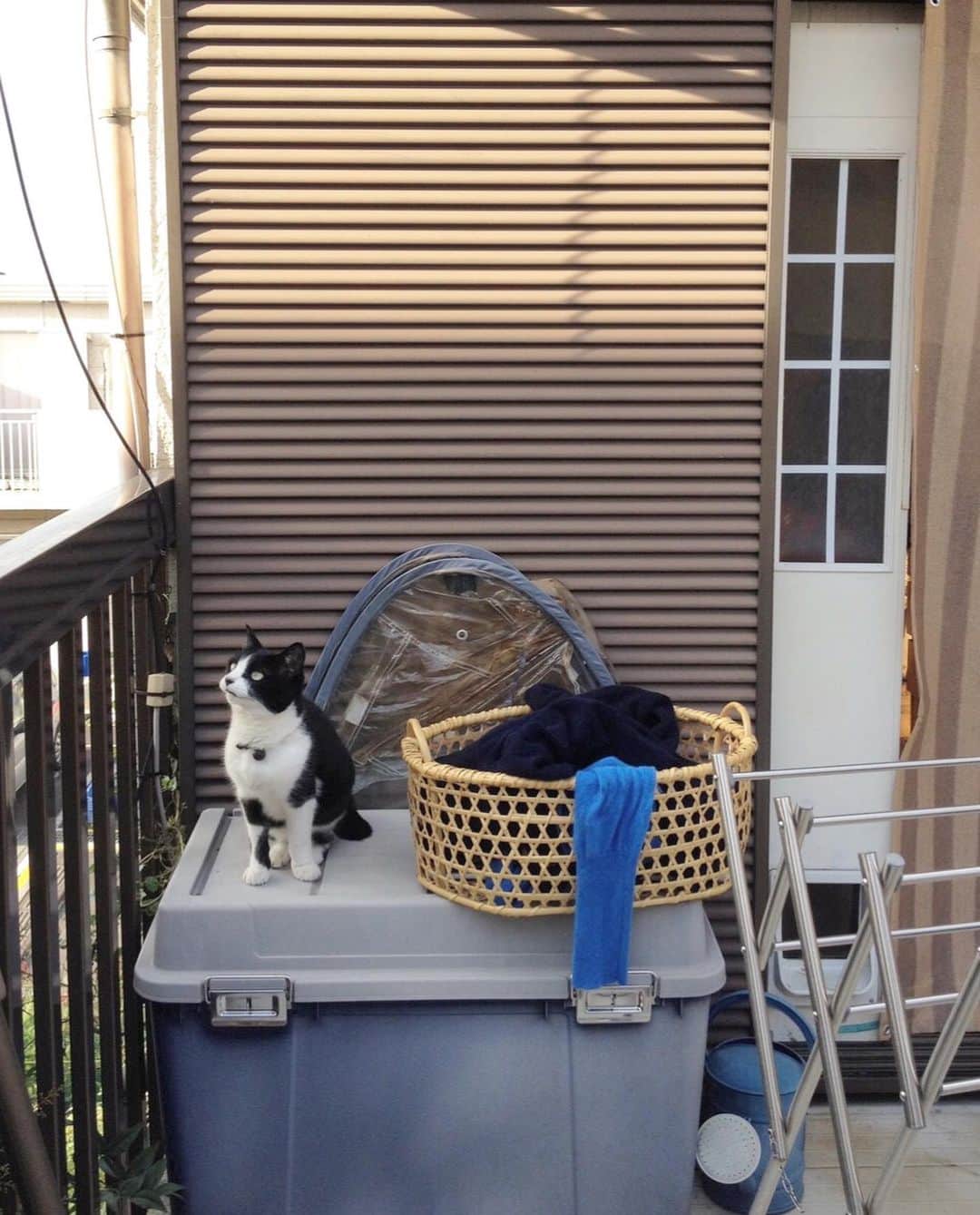 井山三希子さんのインスタグラム写真 - (井山三希子Instagram)「・ 2016年　さとこ まだベランダから出入りをしていて 犬的な性格のさとこはどこでも着いて来る 首に猫扉をカギを付けてましたね」4月3日 8時15分 - nikoyagi