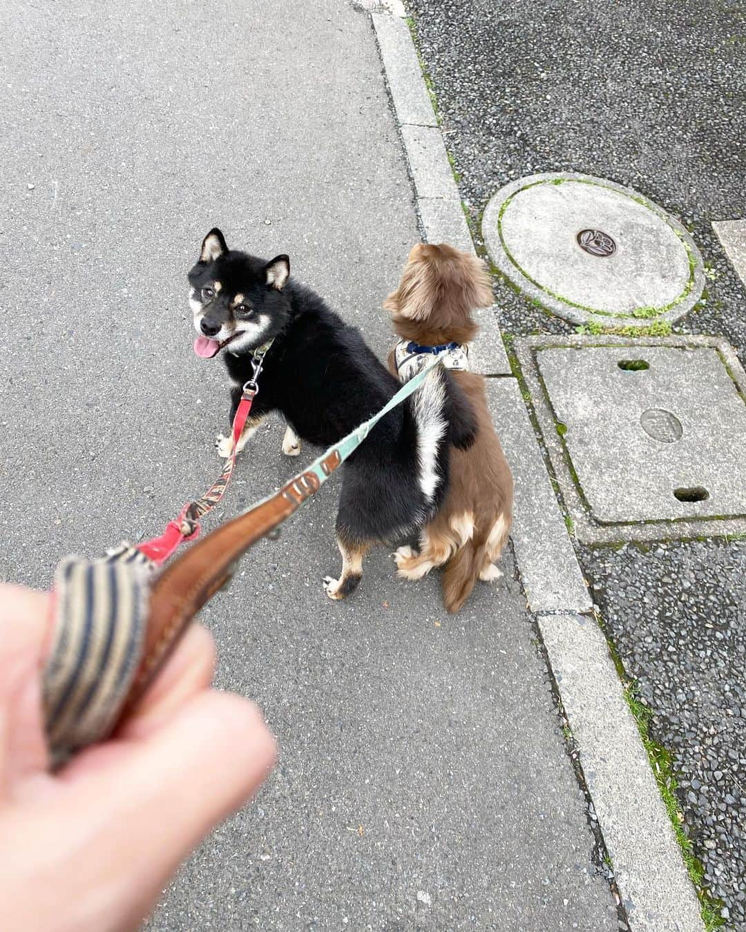 恵美さんのインスタグラム写真 - (恵美Instagram)「.  大の犬好きの私🥰🐕✨  わんちゃんかわいい❤️  6匹とお散歩🐕💕  1枚目だと4匹ですが 6匹いるので2枚目以降も見てね💕  なでなでしてて ちょっとやめると  もっとなでてー！🐕  ってお願いしてくるの 超可愛くないですか？🥹❤️  かわいすぎて本当に癒される🥰  #犬 #犬のいる暮らし #柴犬 #豆柴 #ポメラニアン #ポメチワ #ミニチュアダックスフンド #フレンチブルドッグ #犬好きな人と繋がりたい #犬好き」4月3日 8時21分 - emi_florence819