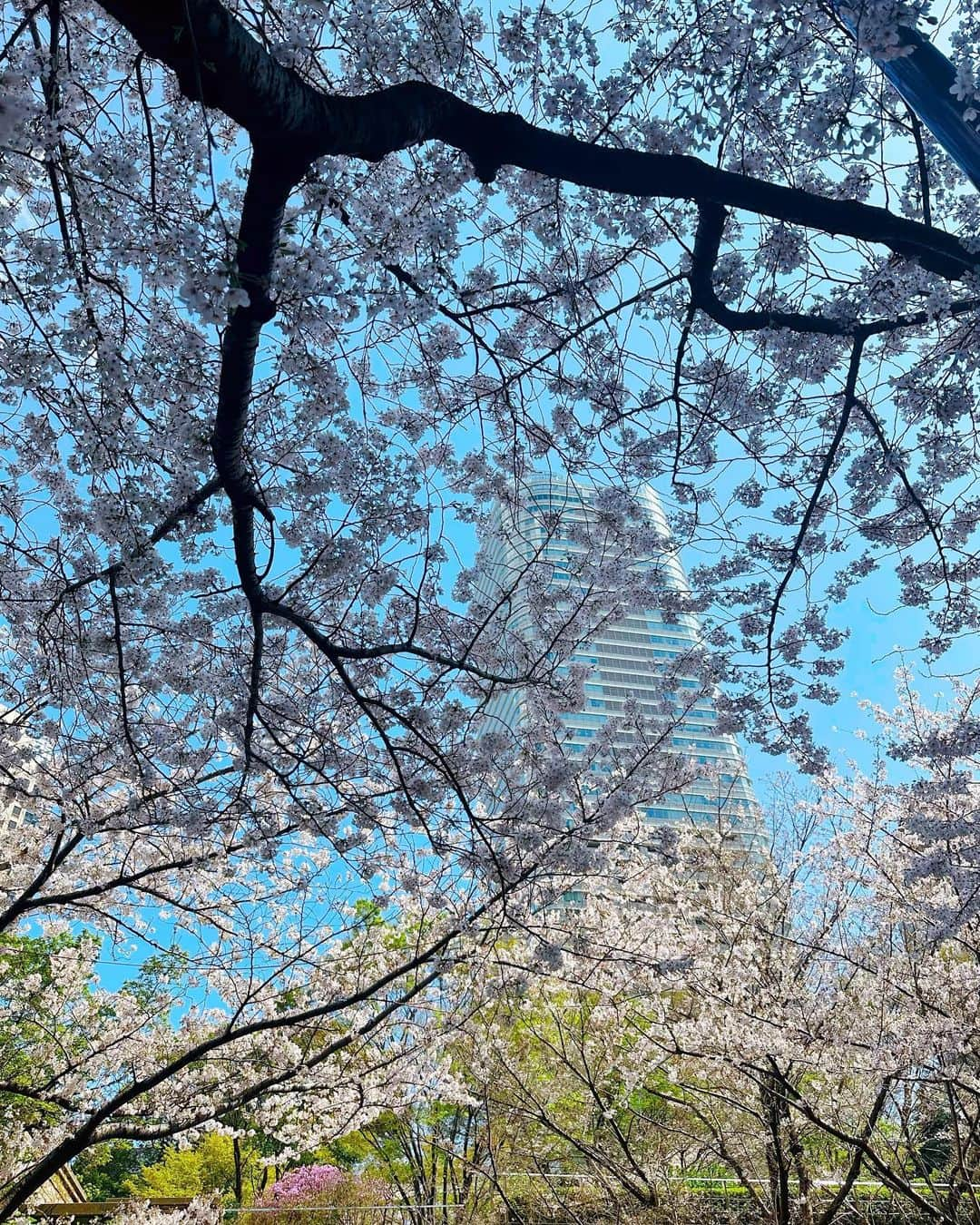 藤後 沙織 とうごさおりさんのインスタグラム写真 - (藤後 沙織 とうごさおりInstagram)「Hello, April🌸  今日から新年度スタート🫶  #gm#helloapril#april#cherryblossom  #cherryblossoms #新年度#新年度スタート#4#shc#springhascome#sakura#cherryblossomseason」4月3日 8時32分 - saori_togo