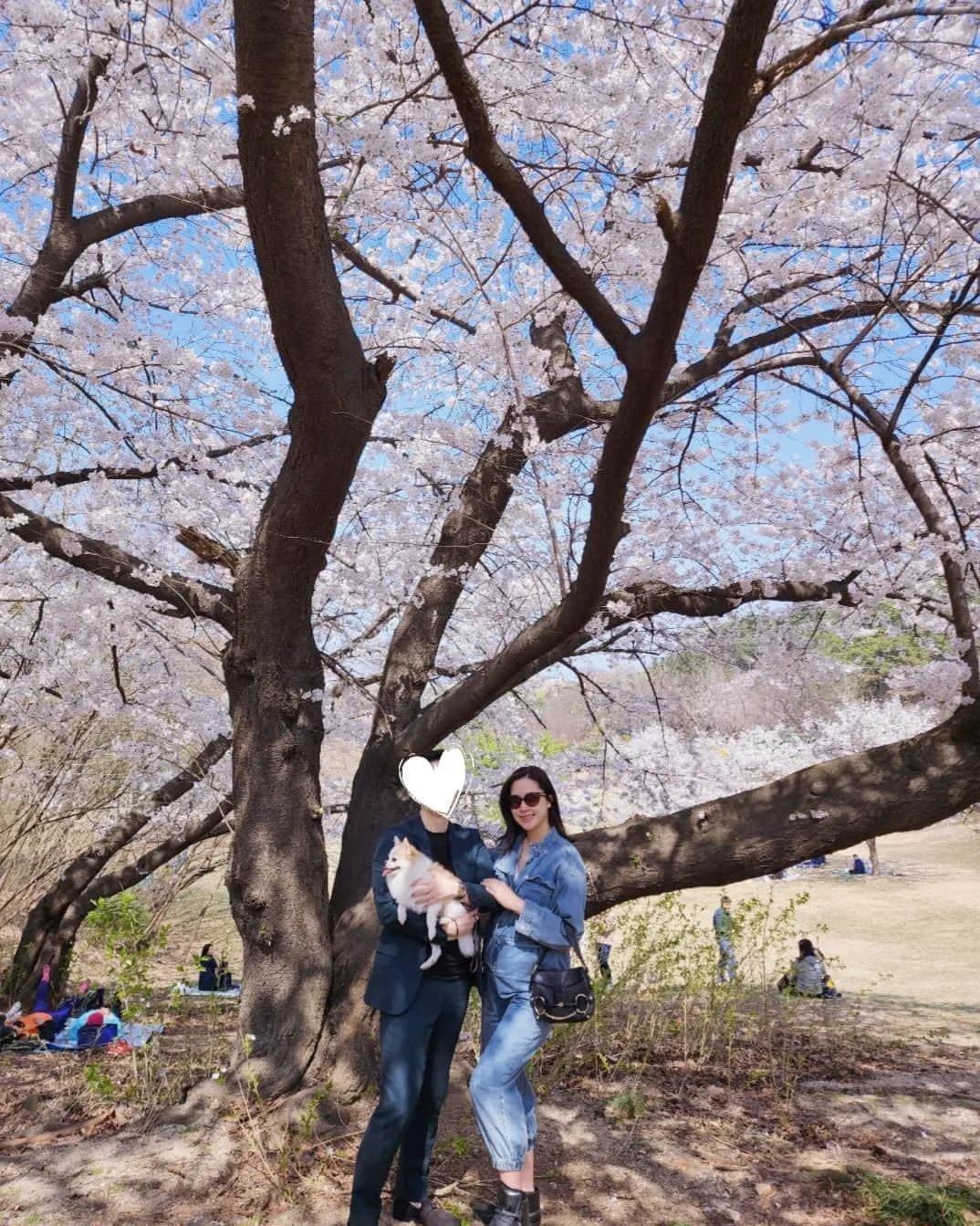 コン・ヒョンジュさんのインスタグラム写真 - (コン・ヒョンジュInstagram)「#봄봄봄#서울대 #벚꽃명소 🌸🌸🌸  주말에 사람이 많을 것 같아서 꽃구경 포기했는데 임신 기간 동안은 서운한 게 없어야 한다며🤭 비교적 한적한 곳으로 데려가서 사진 찍어주는 남편👍👏👏👏 덕분에 행복한 추억 한가득🥰  #25weeks #예비맘 #주말데이트」4月3日 8時41分 - konghyunjoo