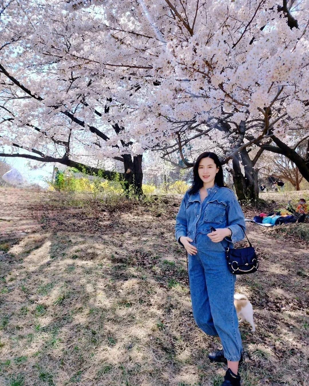 コン・ヒョンジュさんのインスタグラム写真 - (コン・ヒョンジュInstagram)「#봄봄봄#서울대 #벚꽃명소 🌸🌸🌸  주말에 사람이 많을 것 같아서 꽃구경 포기했는데 임신 기간 동안은 서운한 게 없어야 한다며🤭 비교적 한적한 곳으로 데려가서 사진 찍어주는 남편👍👏👏👏 덕분에 행복한 추억 한가득🥰  #25weeks #예비맘 #주말데이트」4月3日 8時41分 - konghyunjoo