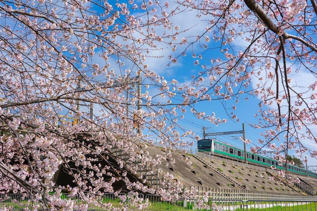 海老名市さんのインスタグラム写真 - (海老名市Instagram)「新年度が始まりました。体調管理に気をつけて頑張っていきましょう！  「#好きです海老名」に応募があった作品  タイトル：桜並木を駆け抜ける 場所：伊勢下村橋　付近 コメント：目久尻川の春の風景です  #好きです海老名 #住みたい住み続けたいまち海老名 #海老名 #神奈川 #ebina  #週のはじめ #月曜日 #写真募集 #春 #４月 #新年度 #桜 #電車 #目久尻川」4月3日 8時59分 - ebina_official