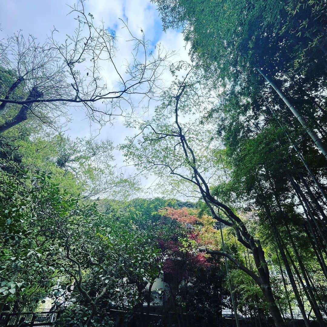 クリス智子さんのインスタグラム写真 - (クリス智子Instagram)「おはようございます。4月、新学期も始まりました。時は動いていきますね。庭の春もみしが真っ赤です。春なのに、枯れていく木もあります。　  昨夜、飛び込んできた坂本龍一さんの訃報は、目にしたくない文字を見てしまったショック。  音楽のみならず、繊細かつ力強く、心に残る言葉もたくさん享受させていただいたように思います。生きる姿勢のような。自然を知り、前にして、とても謙虚に。  静かでとても優しかった印象と、ニヤッとチャーミングな微笑。そして、確実に触れられない何か。  死を思うことは、やはり、生を強く感じること。 今一度、生き方を問われているような気がします。 なんだか落ち着かない。  この世に生きている者としての義務。 次の世代により良い環境を。  今一度考え直さなくてはいけない事が、目の前に鮮やかな赤となって現れます。  心より、ご冥福をお祈りいたします。  今日は朝から今年あたまにリリースされた「12」を聴きながら。  ○○○ 今日の番組、ゲストの志村季世恵さんと、まさに、命についてのお話をする予定なんです。  樹木希林さんの最後にも寄り添ったセラピストの方で、新刊の「エールは消えない　いのちをめぐる5つの物語」素晴らしい。 ここでも、どう死ぬかもですが、どう生きるかもとても大事だなぁと痛感させられます。  春の始まり、いろいろあるかと思いますが、よかったら一緒に時間を過ごしましょう。  新年度も、よろしくお願いいたします。  様々なことを胸に、今日も。  @good_813jwave  @jwave813」4月3日 9時01分 - chris_tomoko