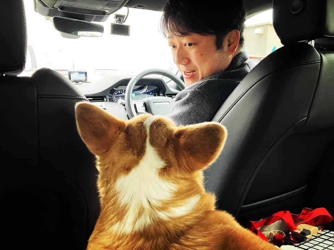 廣岡俊光のインスタグラム：「. ペロと旅 . #corgi #corgistagram#コーギーのいる暮らし #十勝 #北海道ドライブ #温泉旅行 #ドッグフレンドリー」