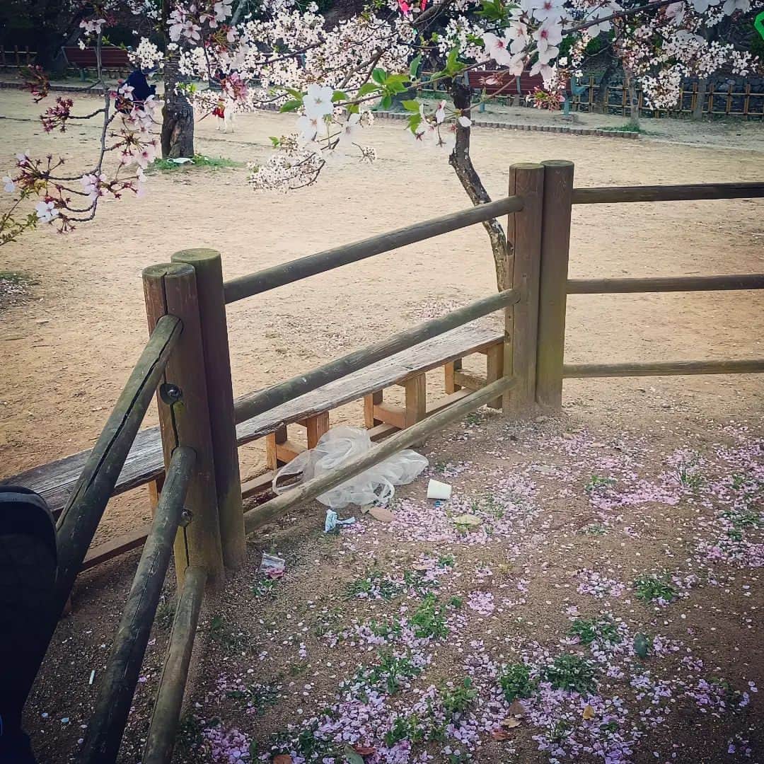 松本隆博のインスタグラム：「。⁡ ⁡散る桜はすき…。 ⁡散らかす人はきらい。⁡ ⁡⁡⁡ ⁡ここで一句‼️⁡ ⁡⁡ さくら観て… こころ洗って…⁡ まち汚す……………⁡ ⁡⁡ ⁡これいかに。⁡ ⁡松本山頭歌」