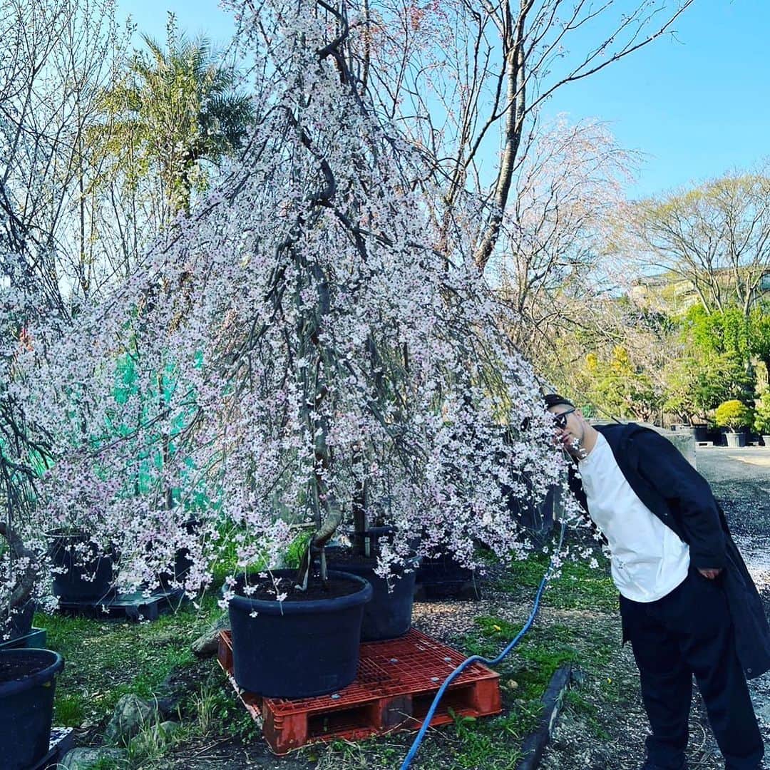 三浦崇宏さんのインスタグラム写真 - (三浦崇宏Instagram)「#桜 #sakura #春 #spring  #instagood  #インスタグラムといえば桜のシャワーと聞いて」4月3日 9時35分 - takahiro3ura