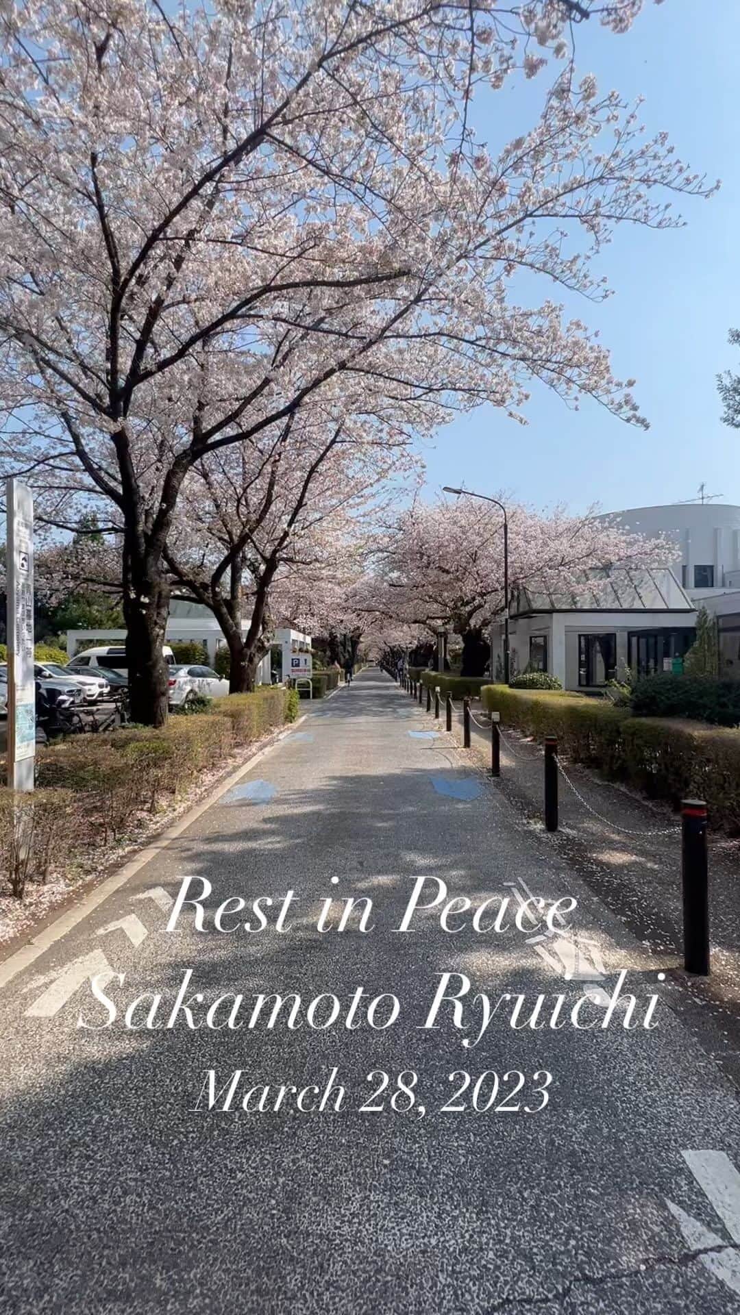セロのインスタグラム：「Rest in Peace Sakamoto Ryuichi #legend #sakamotoryuichi」